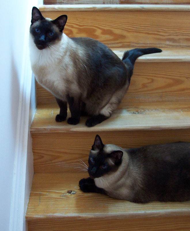 Ivan and Skipper (2005) complaining about the accomodations at Siamese Rescue